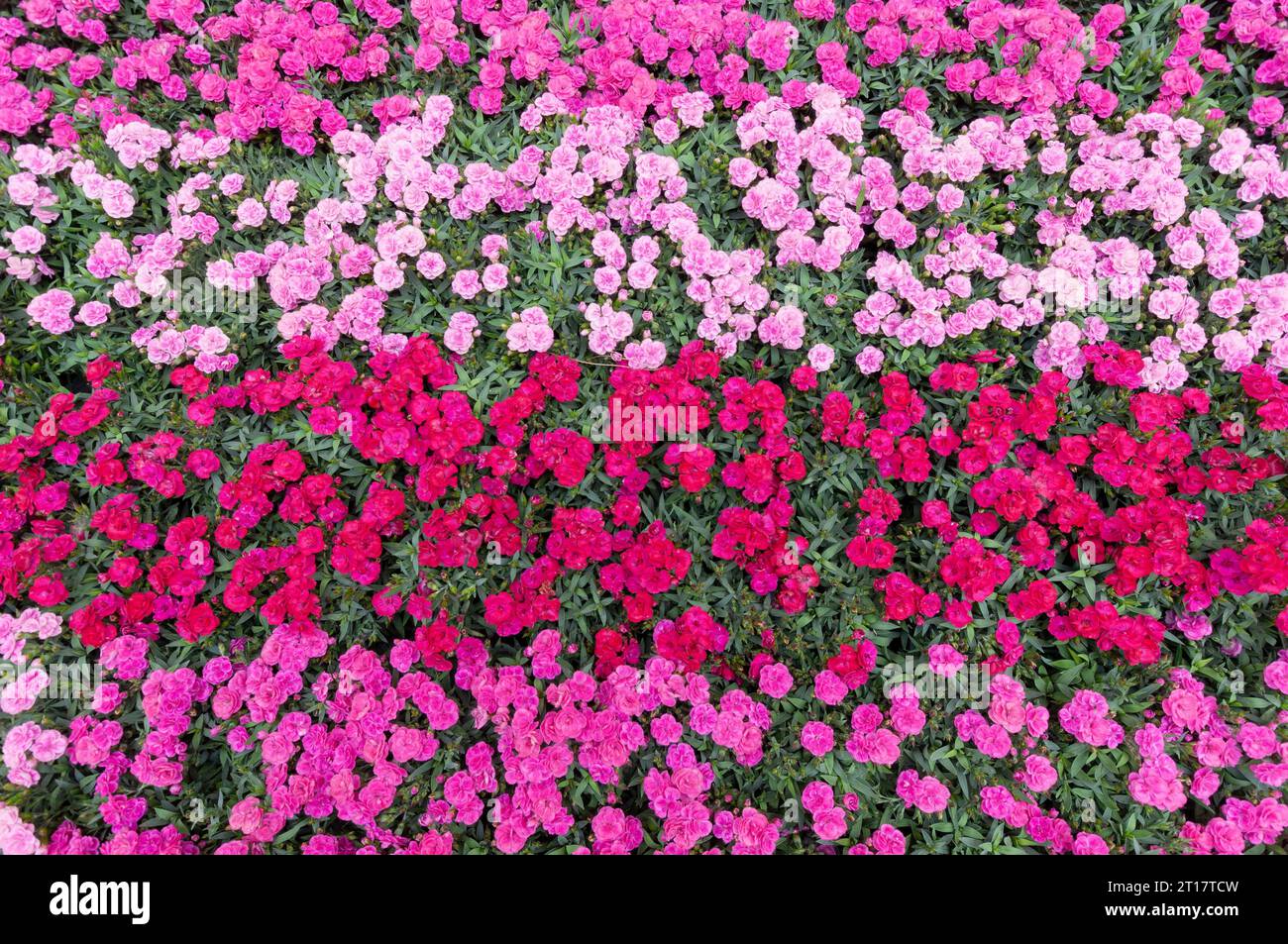 Dianthus Peman Carnation, Blossom Stock Photo - Alamy
