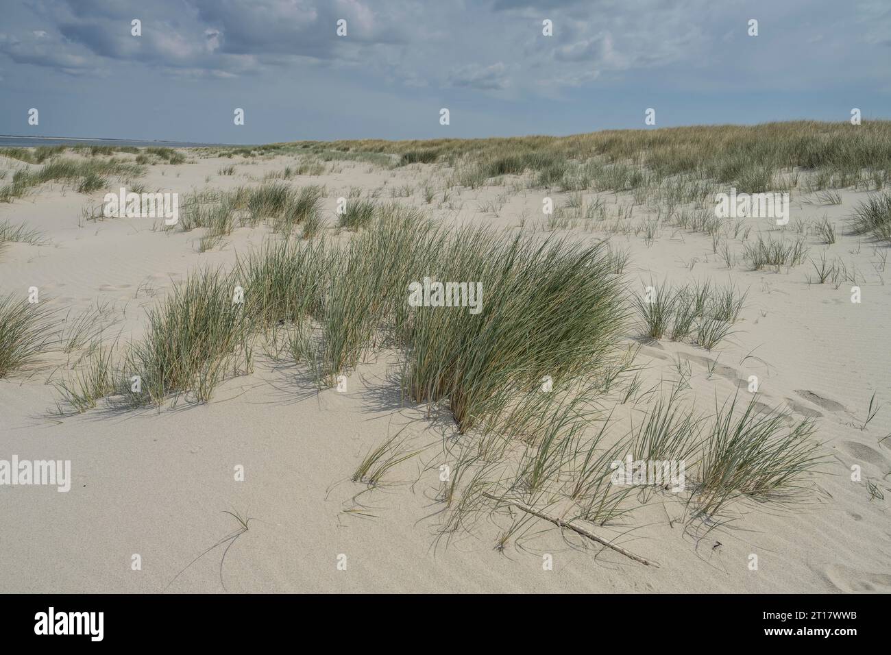 Dunengras hires stock photography and images Alamy