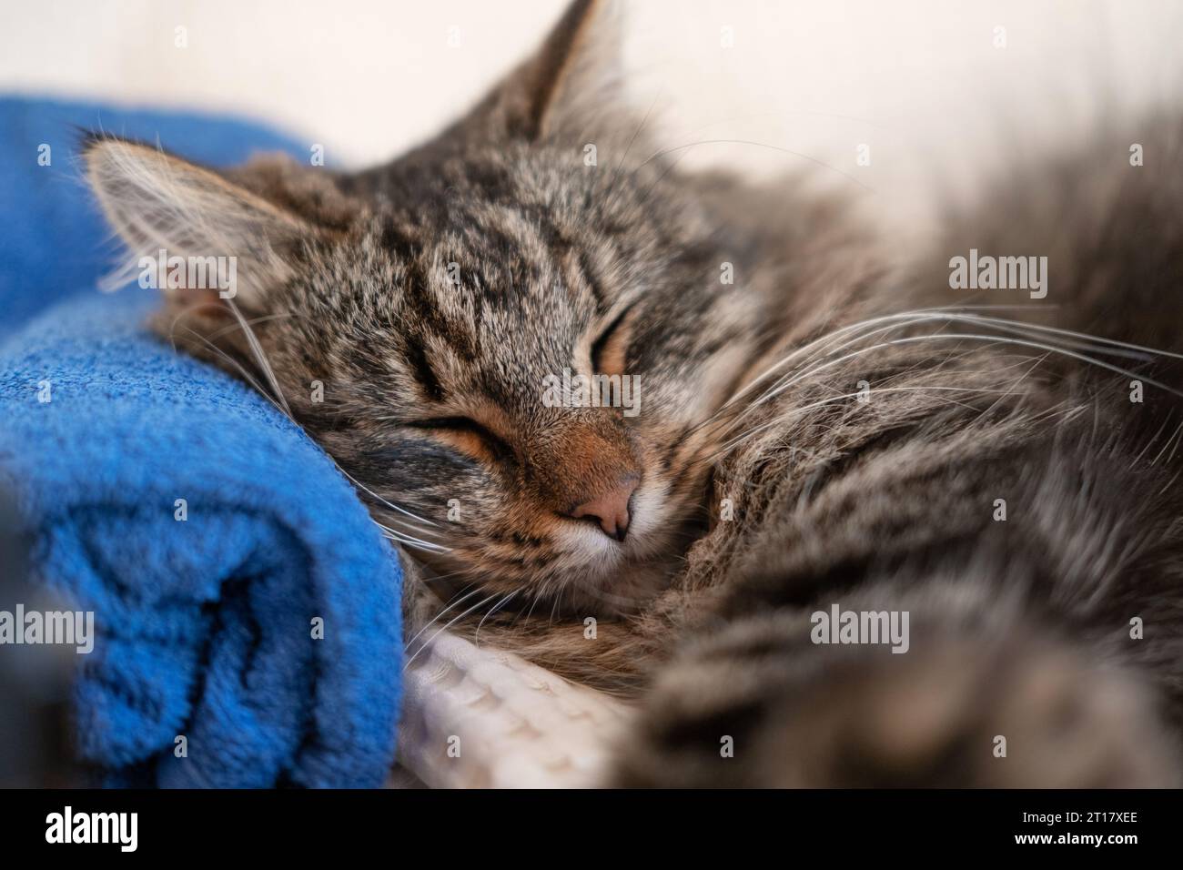 Happy Cat sleeping and resting with towel after bathing procedures