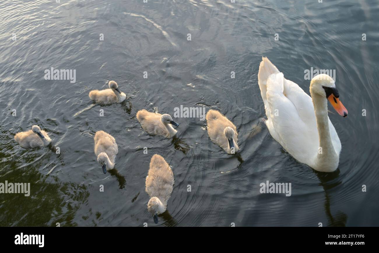 Schwanenfamilie, Havel, Insel Eiswerder, Hakenfelde, Spandau, Berlin, Deutschland *** Local Caption *** , Berlin, Deutschland Stock Photo