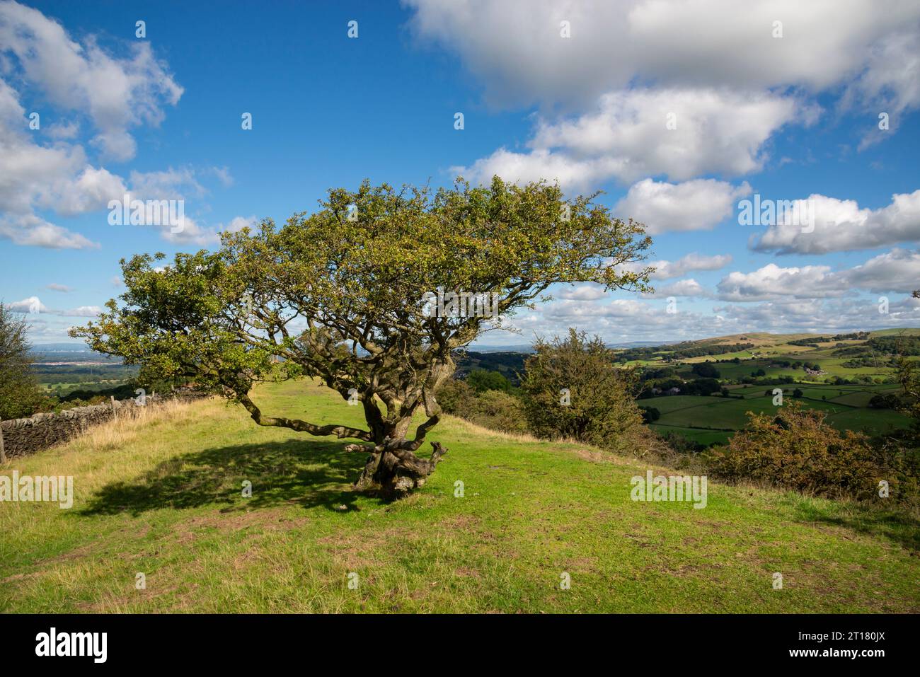 An old Hawthorn tree on Kerridge Hill on a section of the gritstone trail east of Macclesfield, Cheshire, England. Stock Photo