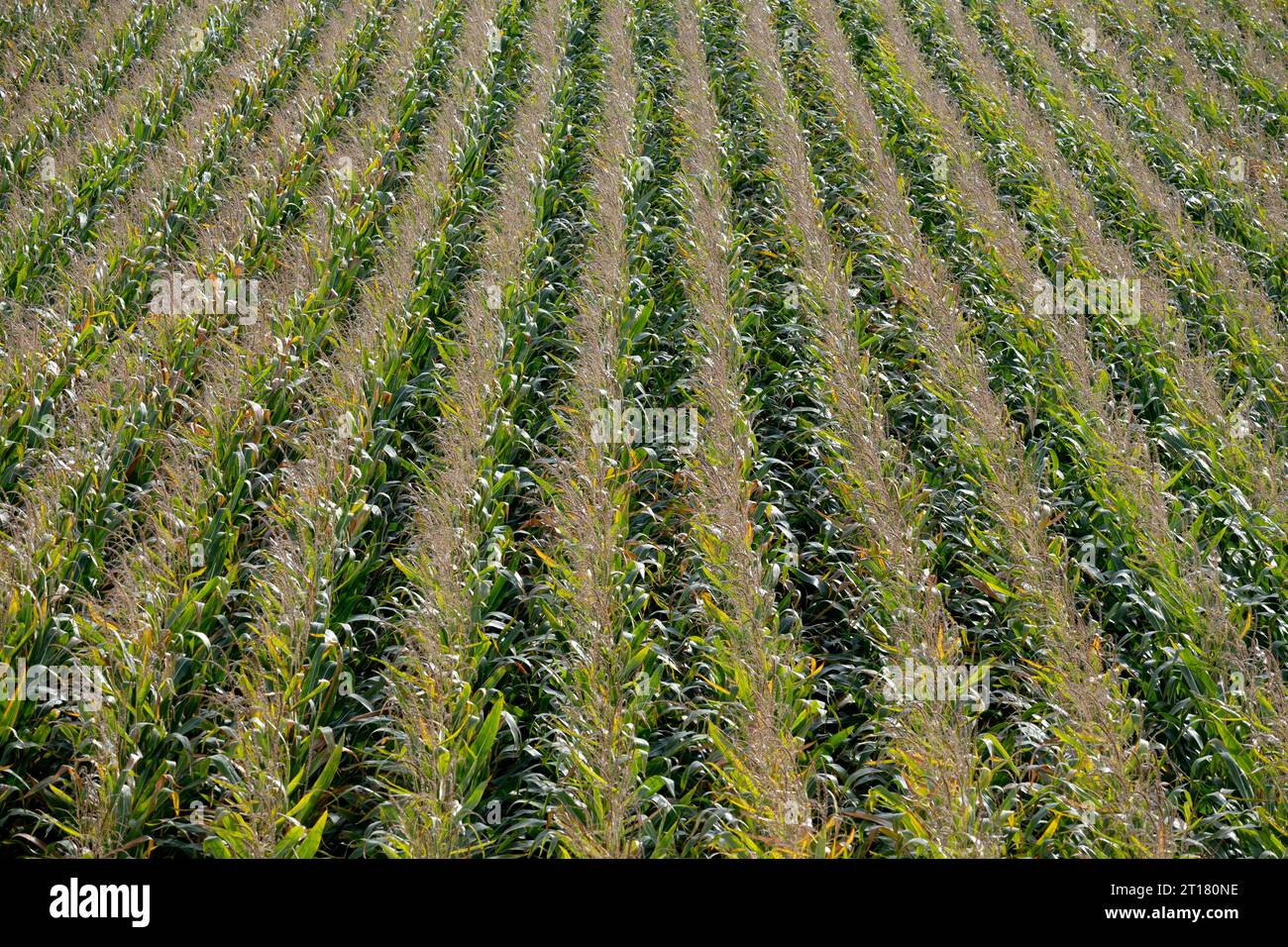 A field of Sweet Corn, Northamptonshire, England, UK Stock Photo - Alamy