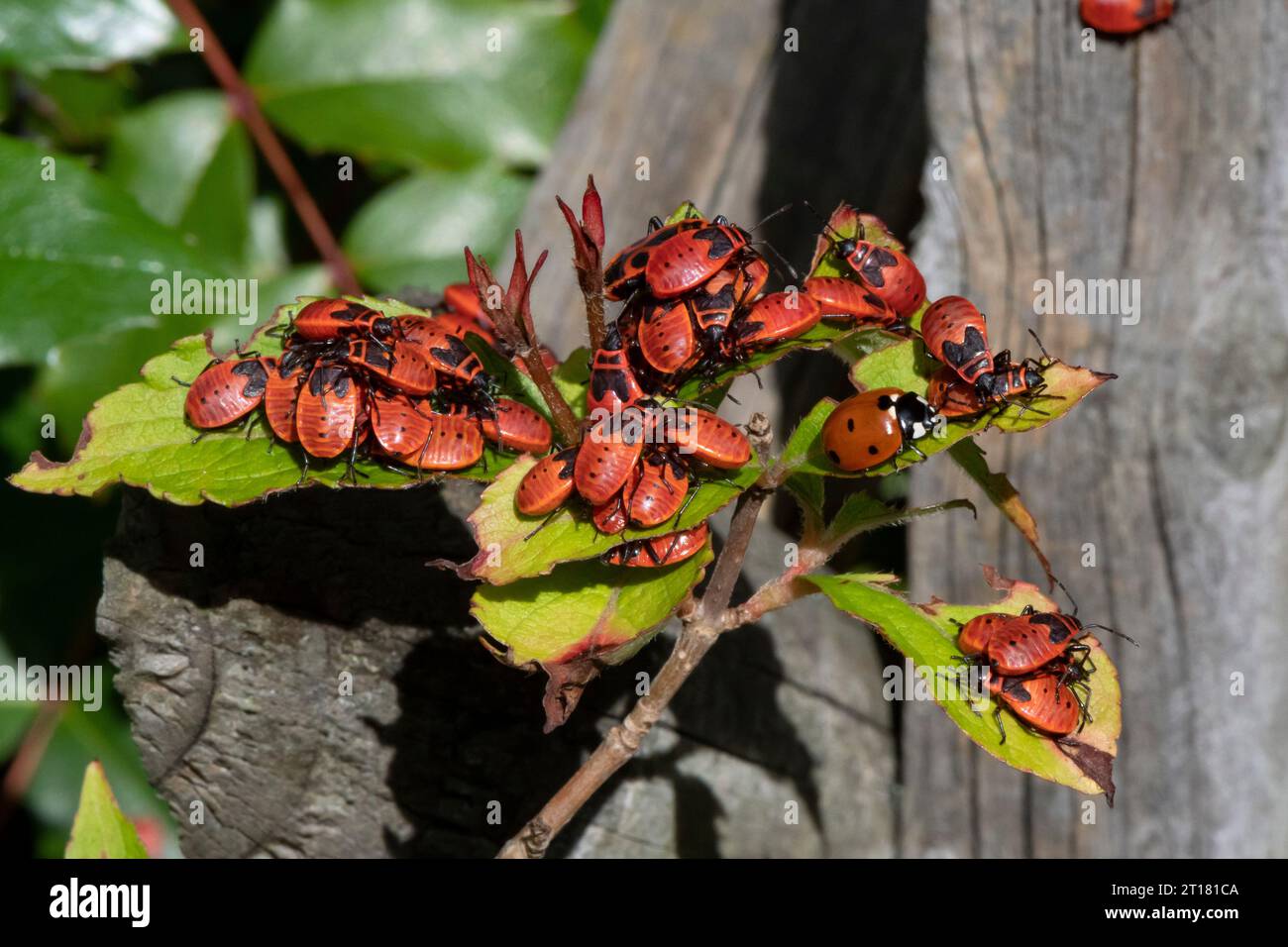 Feuerwanzen (Pyrrhocoris apterus), Feuerkäfer ,Franzosenkäfer,  Massenversammlung, Berlin, Deutschland Stock Photo