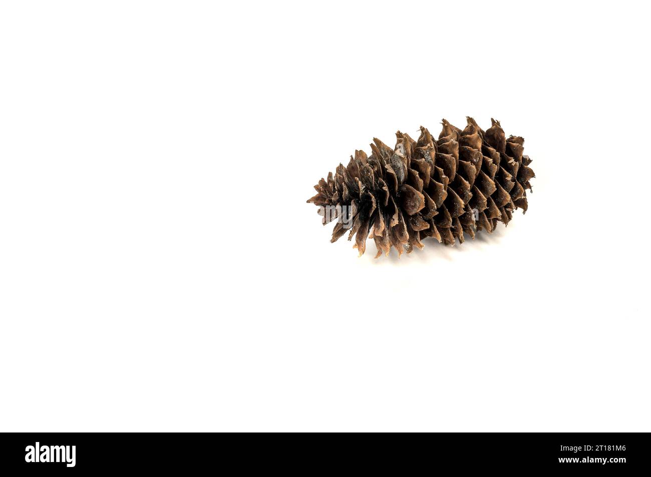 decorative dry pine cone isolated on white Stock Photo