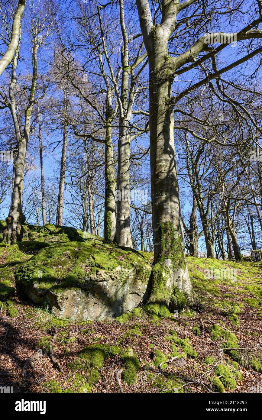 Moss rocks trees hi-res stock photography and images - Alamy