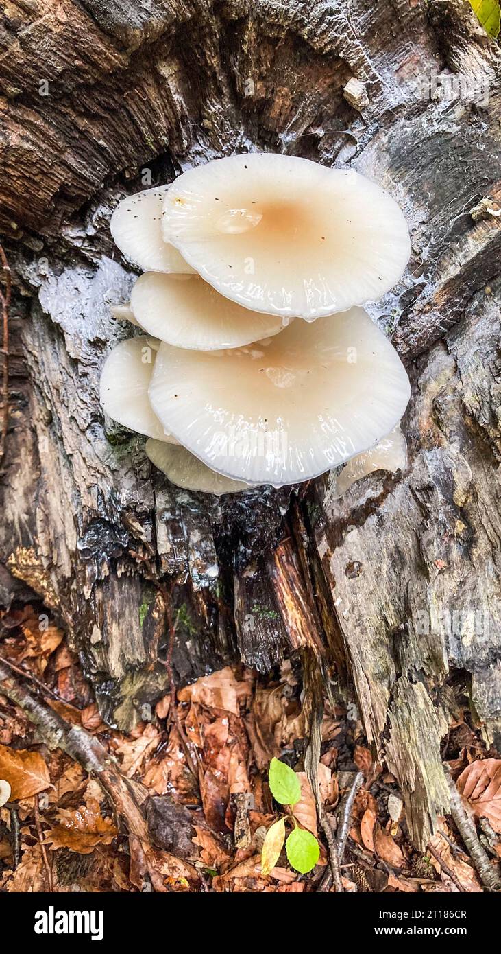 White Mushrooms Porcelain fungus (Oudemansiella mucida) growing on a tree trunk, close-up image with selective focus. Canton Aargau, Switzerland Stock Photo