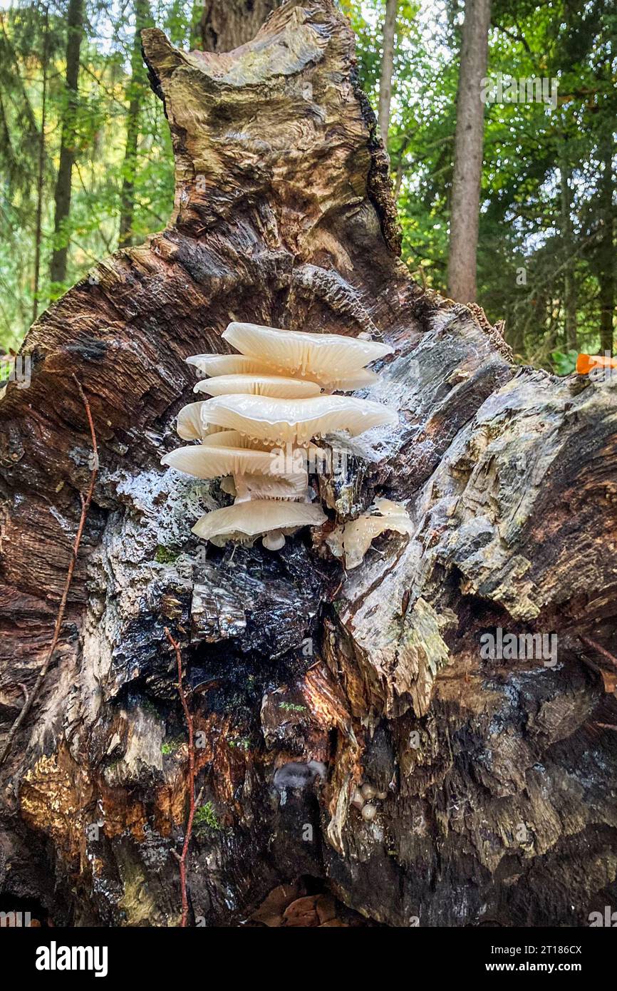 White Mushrooms Porcelain fungus (Oudemansiella mucida) growing on a tree trunk, close-up image with selective focus. Canton Aargau, Switzerland Stock Photo