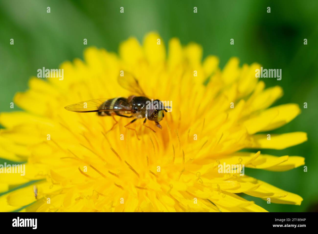 hoverfly on dandelion Stock Photo