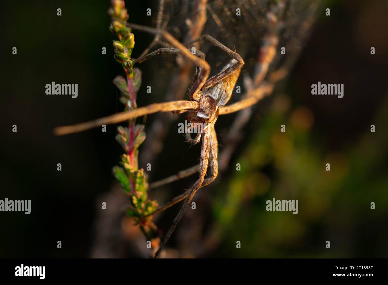 Nursery web spider in heather Stock Photo