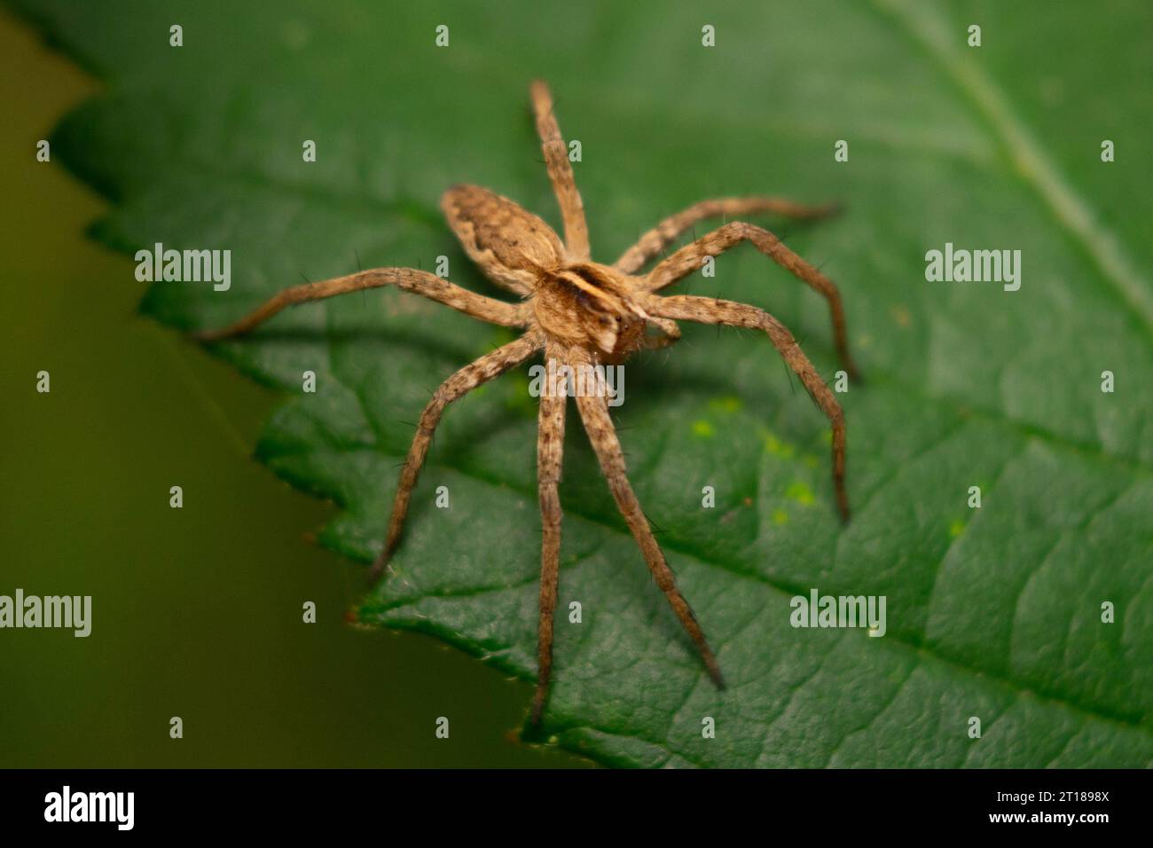 Nursery web spider on a leaf Stock Photo