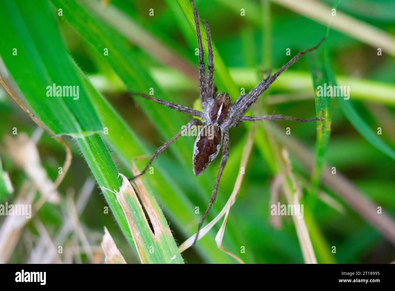 Nursery web spider sitting in the grass Stock Photo