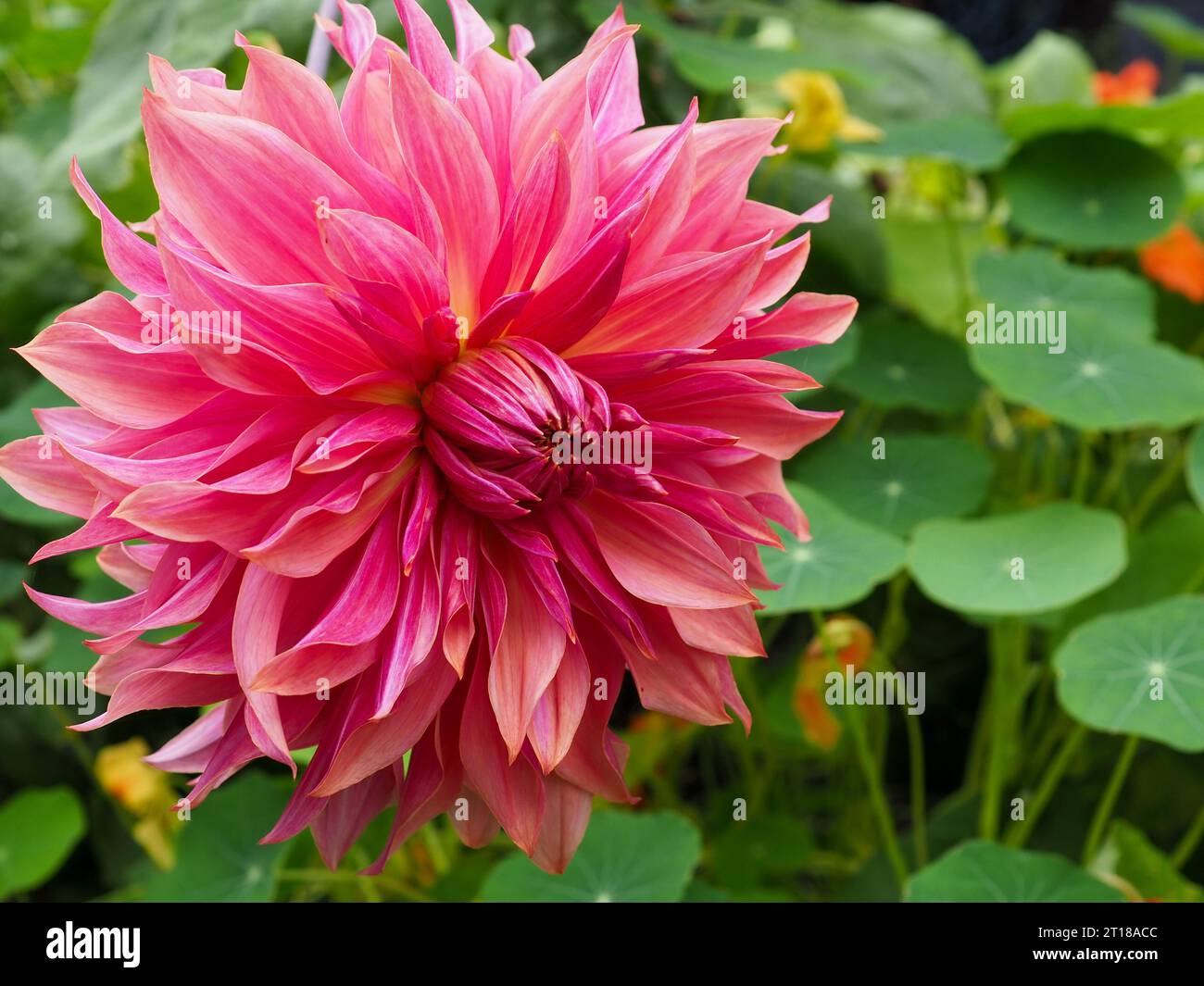 Landscape close up of the dinner plate Dahlia flower 'Penhill Dark Monarch' growing in a cottage