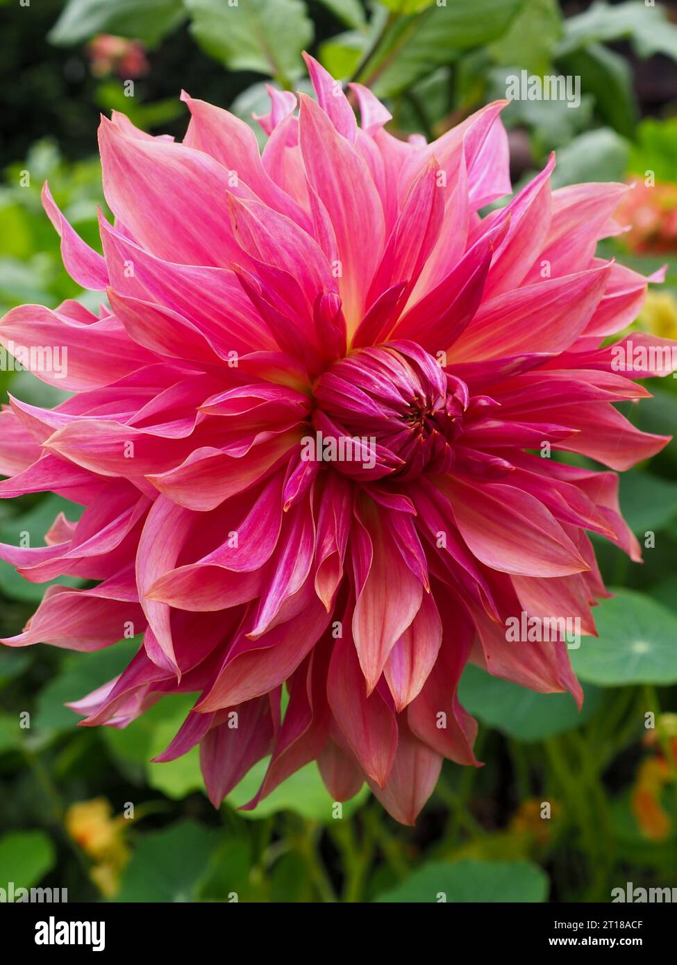 Full close up of the decorative dinnerplate Dahlia 'Penhill Dark Monarch' showing its bi-coloured pink and orange ruffled petals in an autumn garden Stock Photo