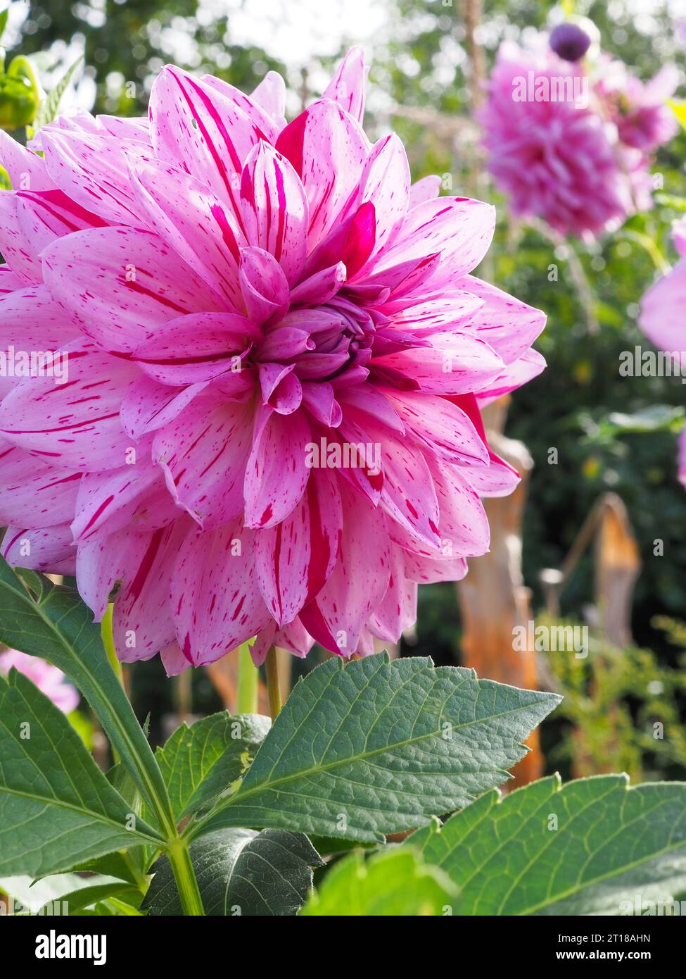 Close up of the large dinner plate dahlia 'Painted Girl' flowerhead, a bi-colour flower with pink and red streaked petals in an autumn garden Stock Photo