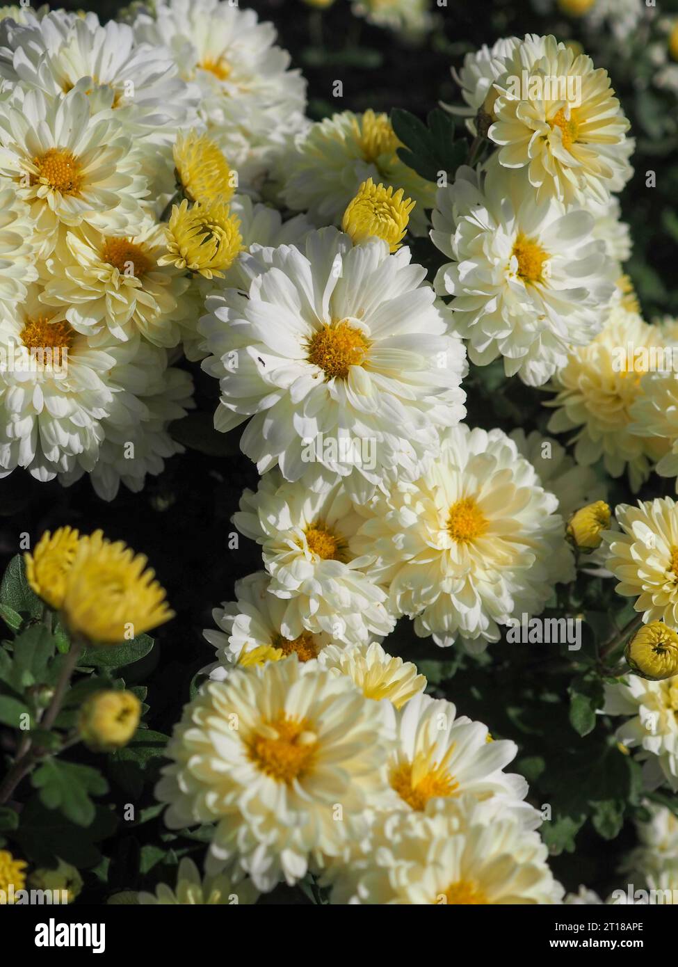 Close up of the hardy white / cream / yellow double flowers of Chrysanthemum 'Poesie' in the autumn sunshine in a British garden in October. Stock Photo