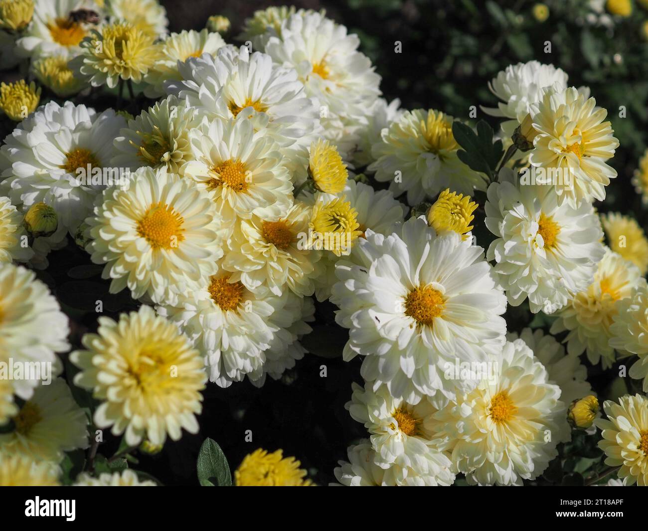 Close up of the hardy white / cream / yellow double flowers of Chrysanthemum 'Poesie' in the autumn sunshine in a British garden in October. Stock Photo