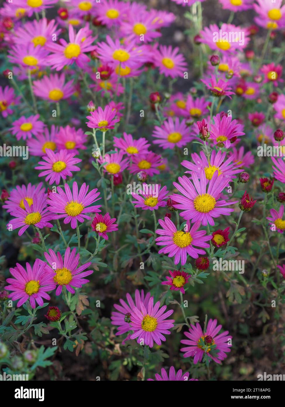 Close up of the pink and yellow flowers of Chrysanthemum 'Tapestry Rose' in full bloom in a UK garden in October Stock Photo
