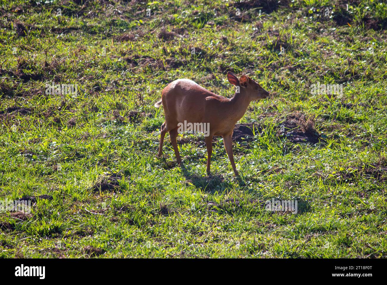 A red forest duiker in isimangaliso wetland park Stock Photo