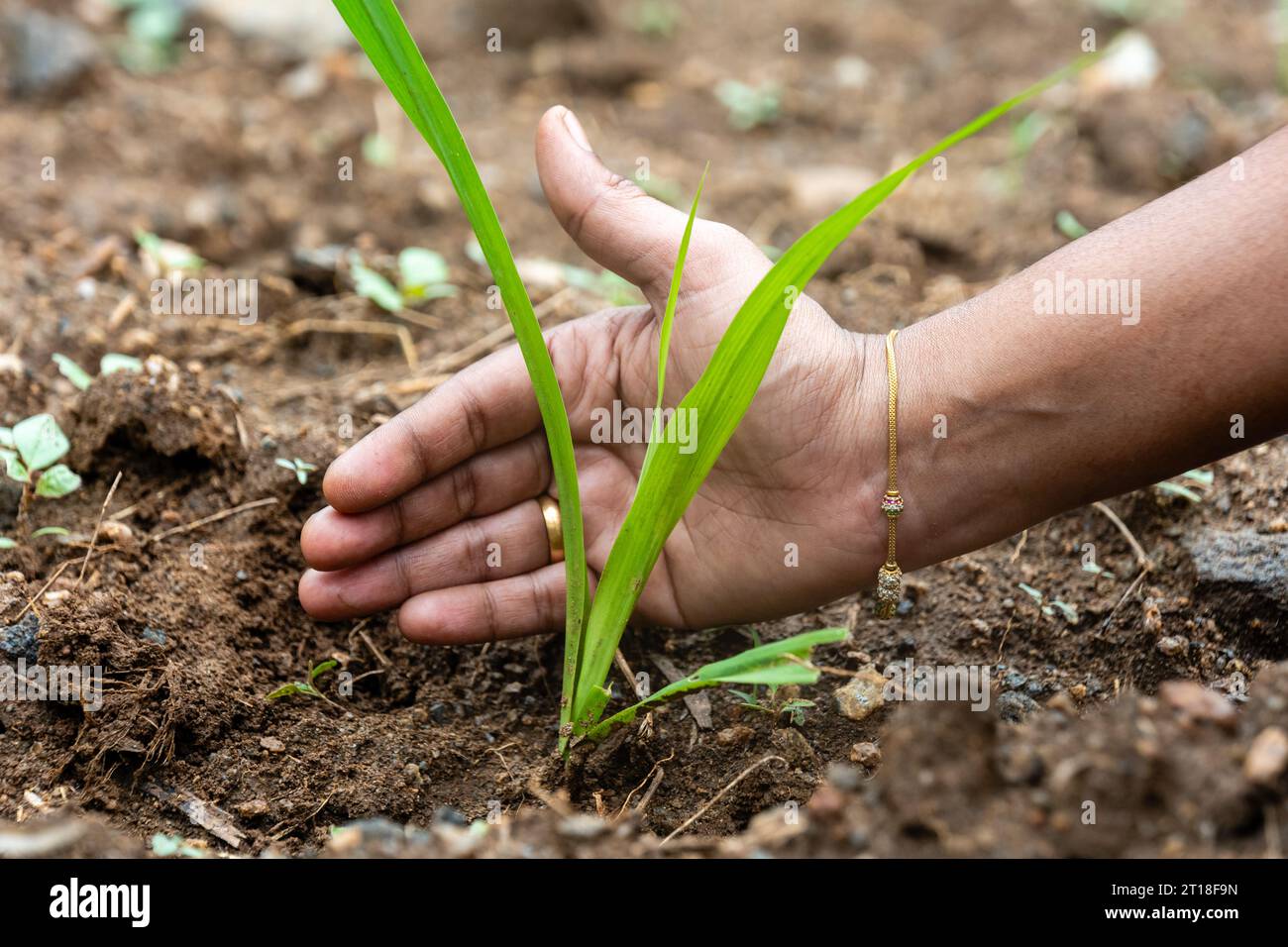 A hand covering a single grass from the sun Stock Photo - Alamy
