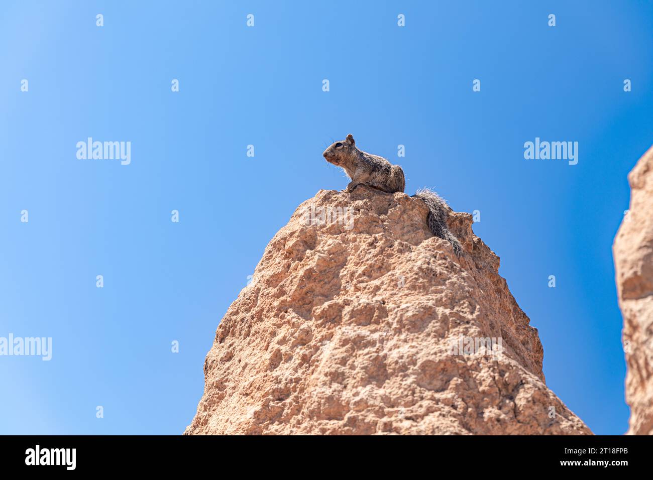 The Rock Squirrel stands on the top of the rock and observes the space around. Stock Photo