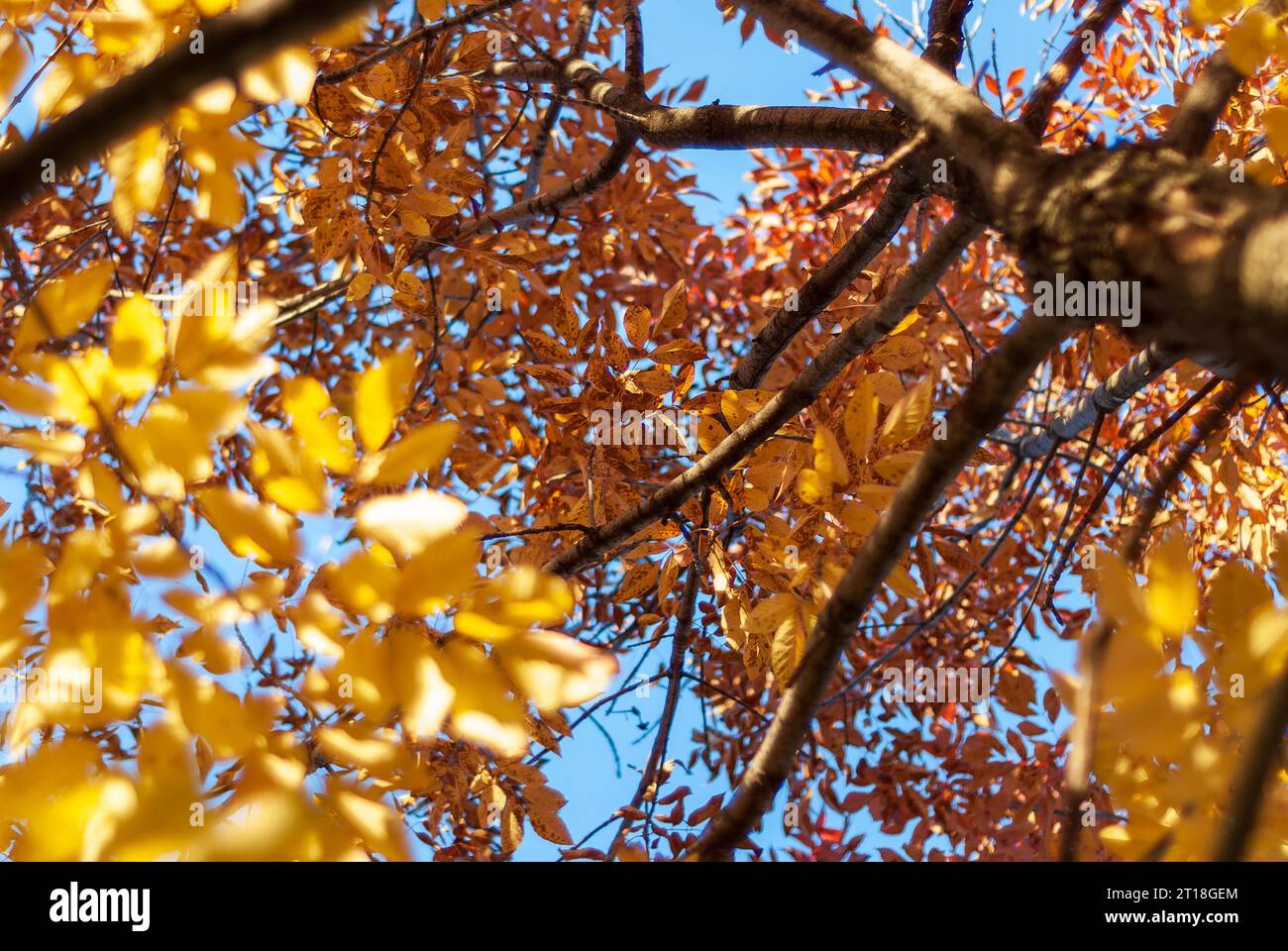 Looking up at spectacular orange fall colors in a three flowered maple tree Stock Photo