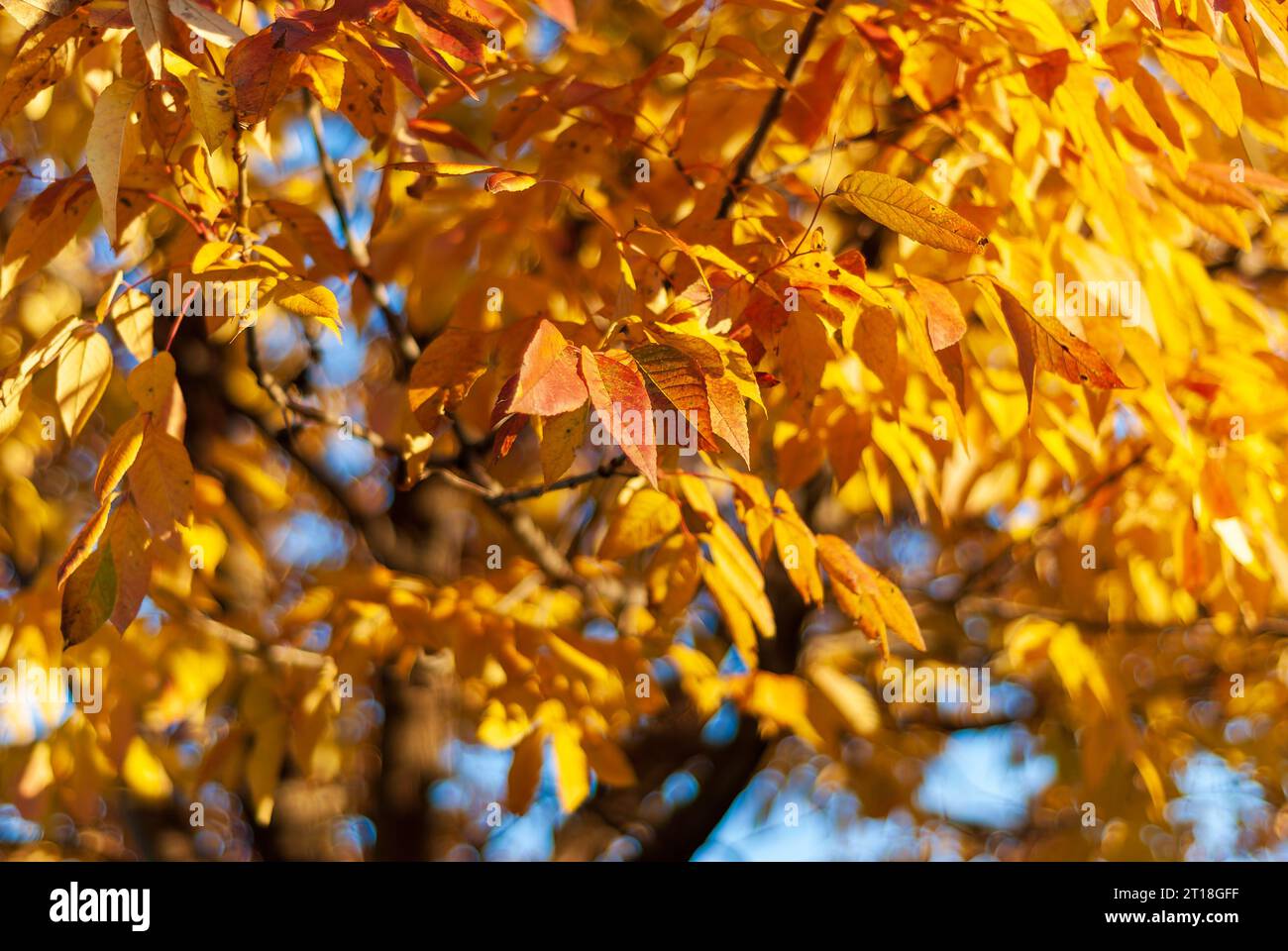 Looking up at spectacular orange fall colors in a three flowered maple tree Stock Photo