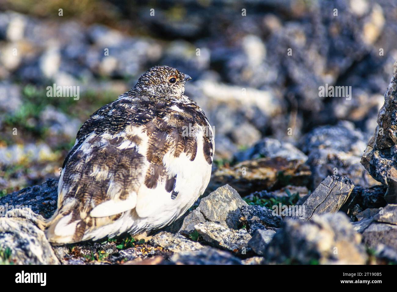 White-tailed ptarmigan resting in the sunshine at a rocky terrain Stock Photo