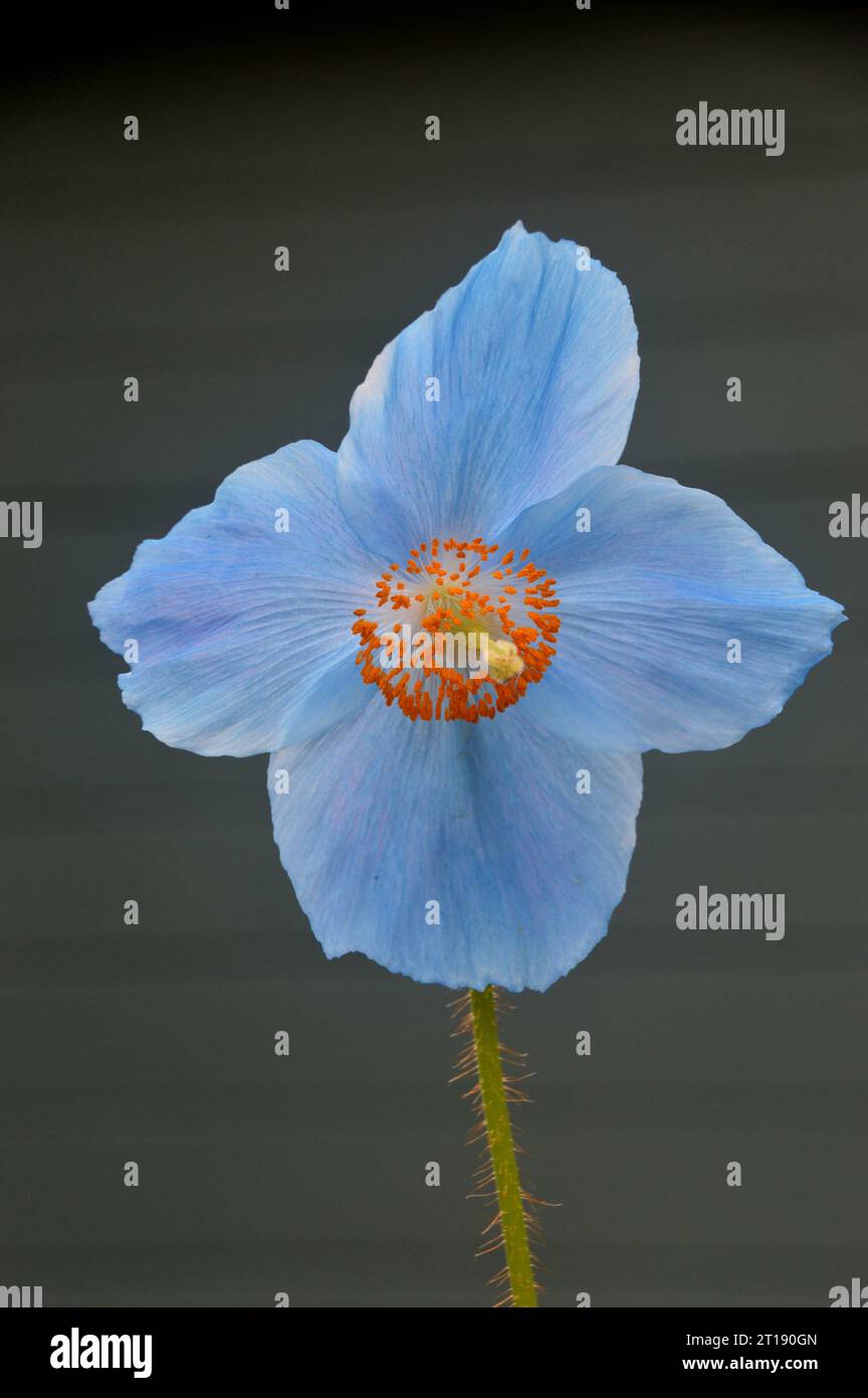 Single Sky-blue Himalayan Blue Poppy 'Meconopsis Betonicifolia'  Flower grown in the Himalayan Garden & Sculpture Park, North Yorkshire, England, UK. Stock Photo