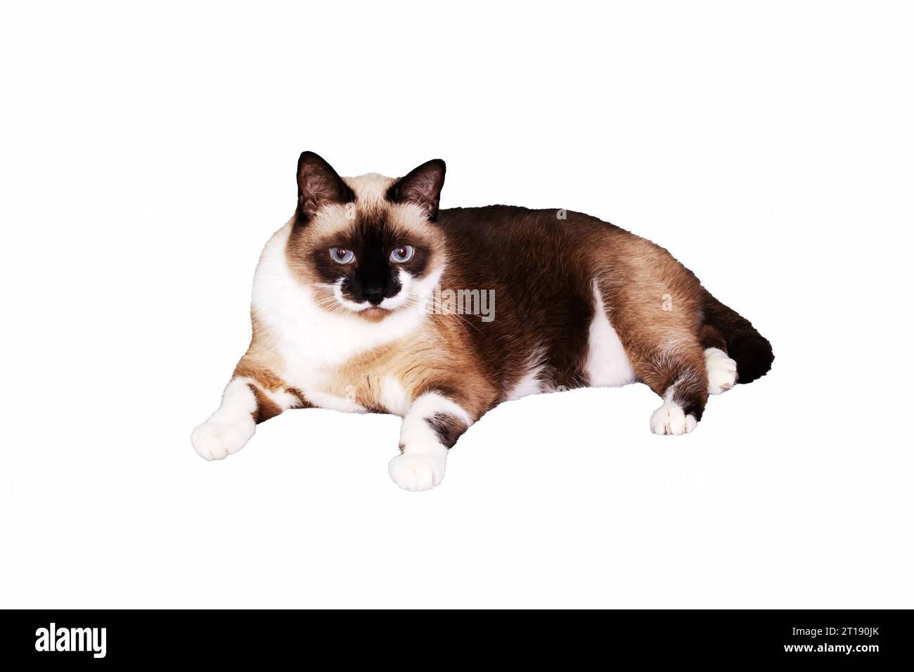 Gray cat with blue eyes isolated on white background close up Stock ...