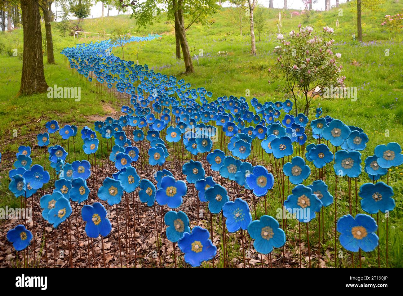 Hand Painted Ceramic Sculptures of Himalayan Blue Poppies by Artist  Anna Whitehouse on Display in the Himalayan Garden & Sculpture Park. England, UK. Stock Photo