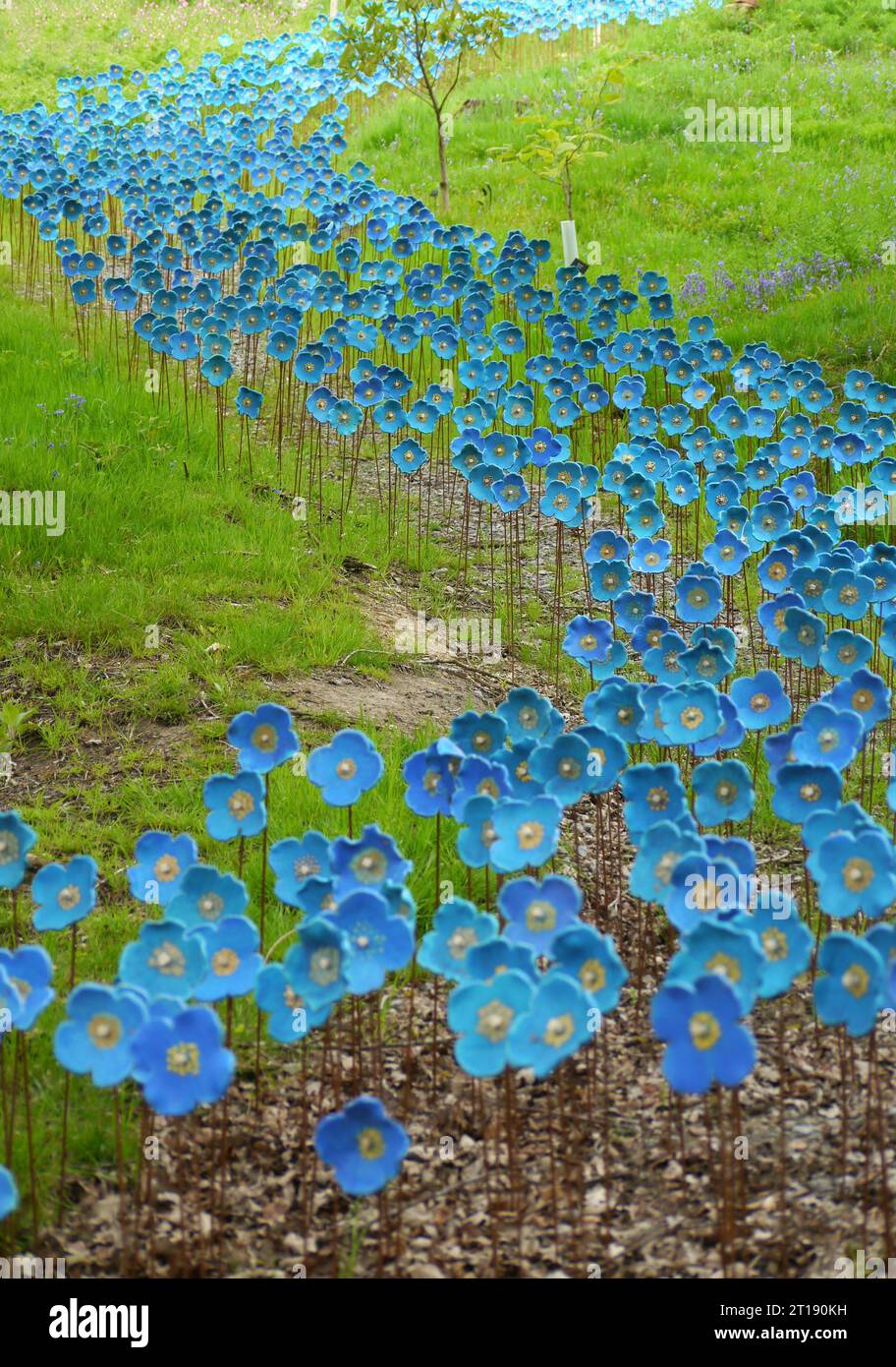 Hand Painted Ceramic Sculptures of Himalayan Blue Poppies by Artist  Anna Whitehouse on Display in the Himalayan Garden & Sculpture Park. England, UK. Stock Photo