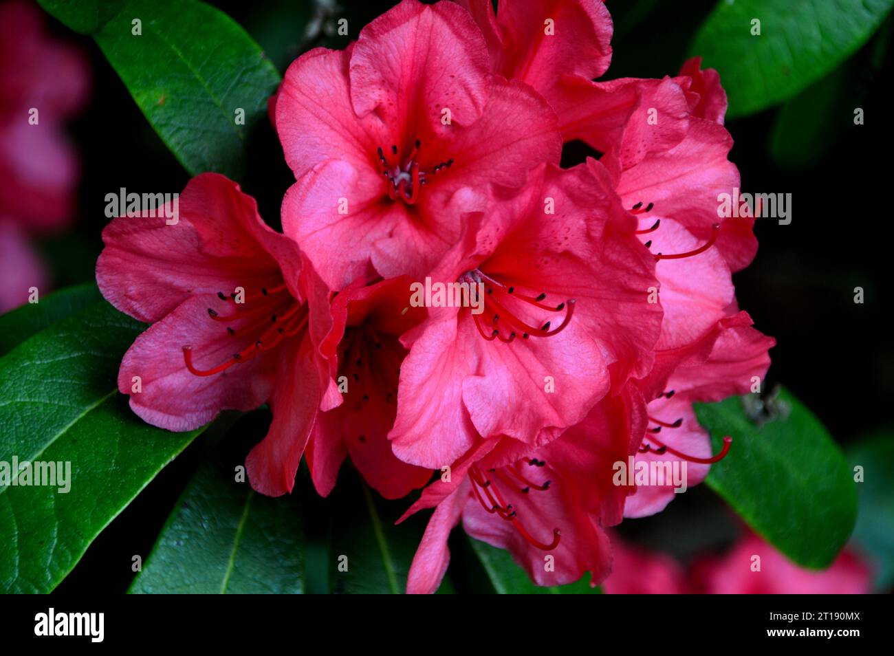 Red Rhododendron England Large Pink/Red Rhododendron 'Woodcock' Flowerhead grown in the ...