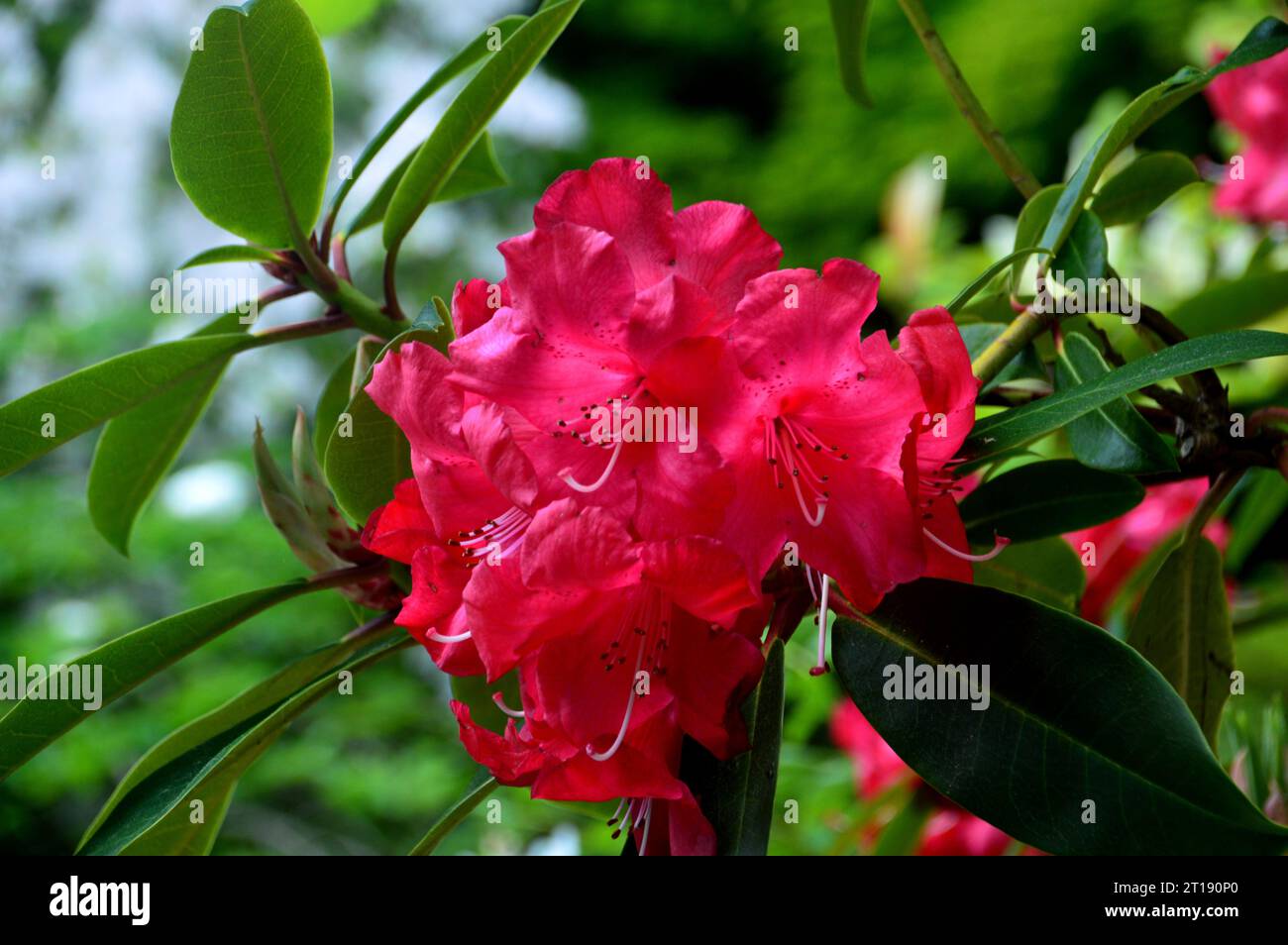 Red Rhododendron England Single Large Pink/Red Rhododendron 'Woodcock' Flowerhead grown in the ...