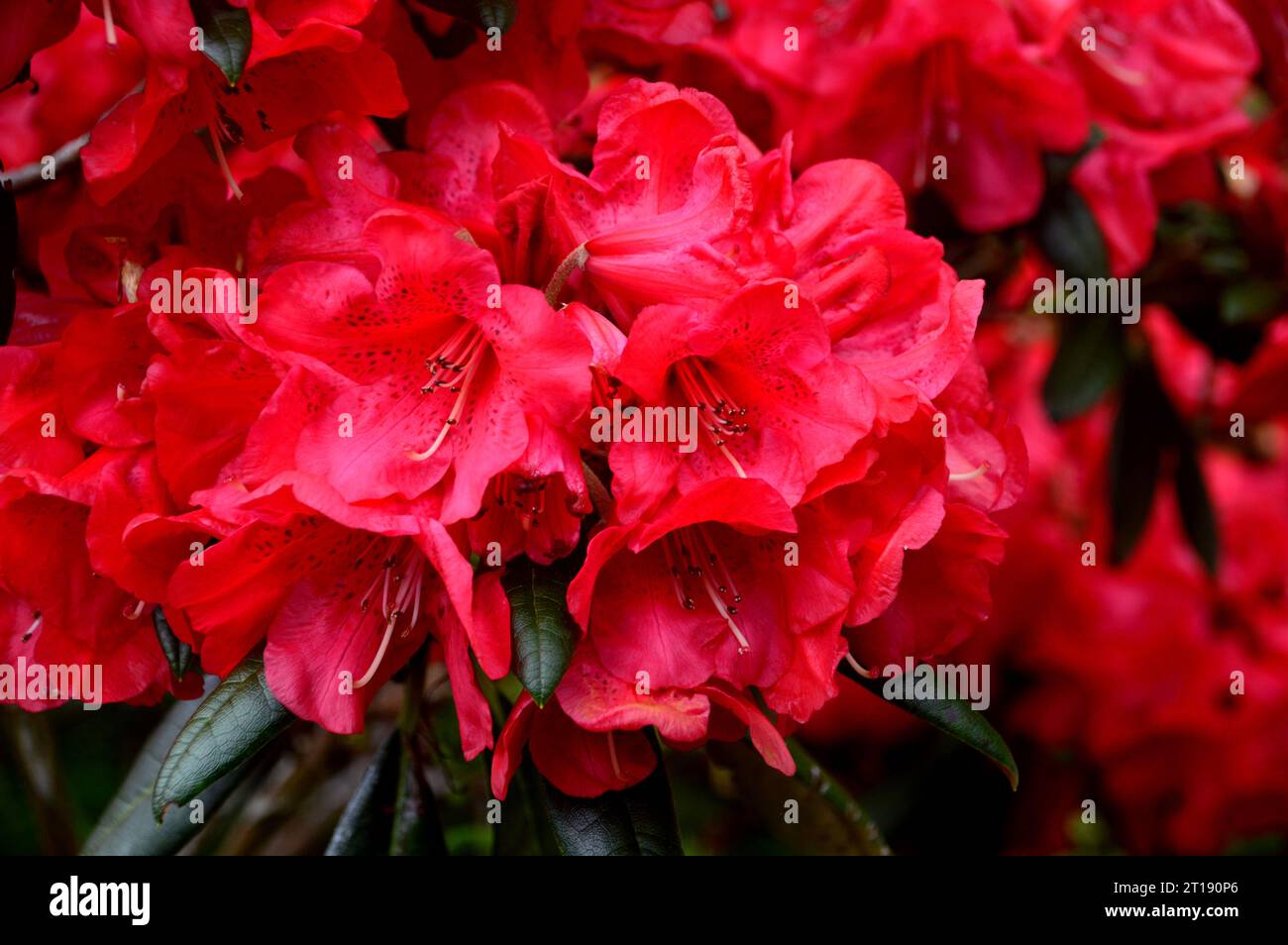 Red Rhododendron England Large Pink/Red Rhododendron 'Woodcock' Flowerhead grown in the ...