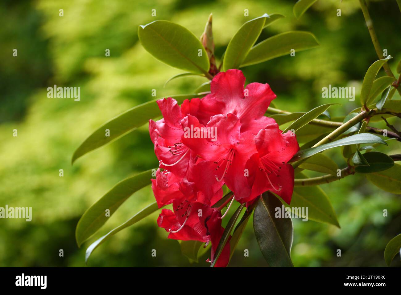 Single Large Pink/Red Rhododendron 'Woodcock' Flowerhead grown in the Himalayan Garden & Sculpture Park, North Yorkshire, England, UK. Stock Photo