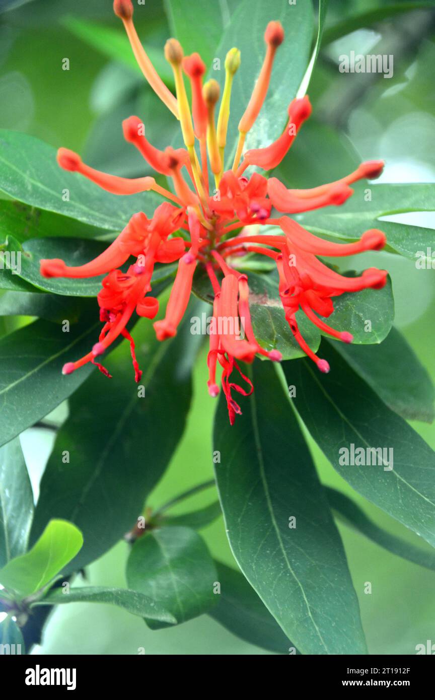 Red Embothrium Coccineum (Chilean Fire Bush) Flower grown in the Himalayan Garden & Sculpture Park, North Yorkshire, England, UK. Stock Photo