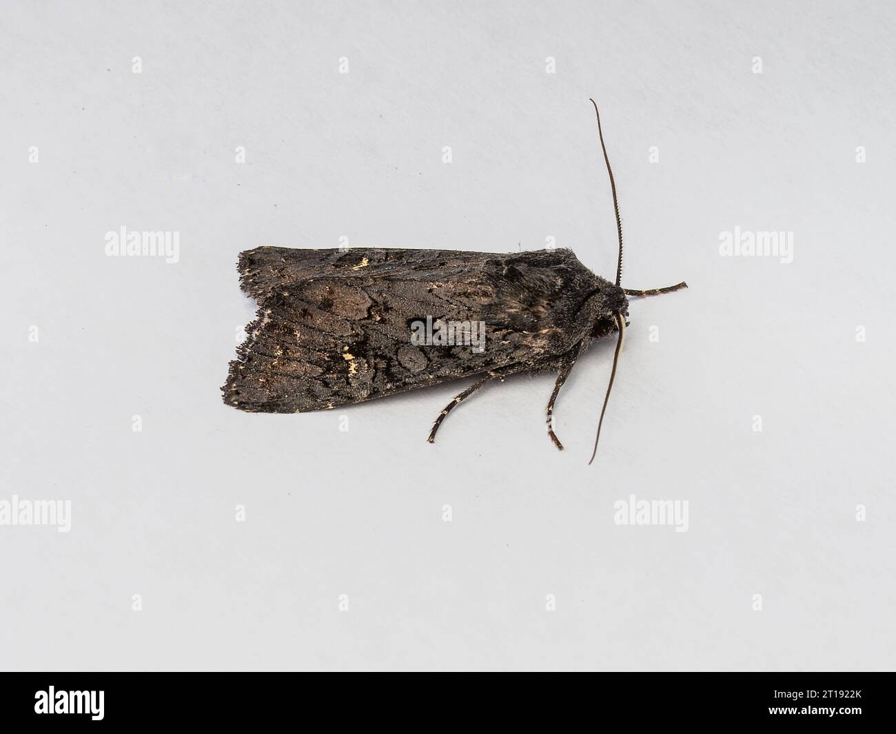 Aporophyla nigra, the black rustic moth, resting on a white background ...