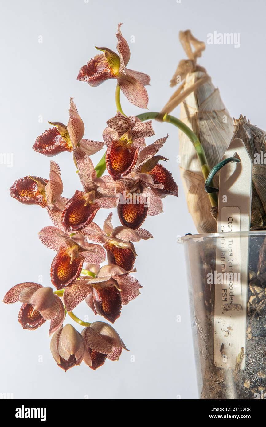 Beautiful orchid flower. Catasetum tupa variety. Branch peduncle with buds. A rare species of spotted orchid. Brown red flowering plant. Floriculture at home Bud multicolor on white background closeup Stock Photo