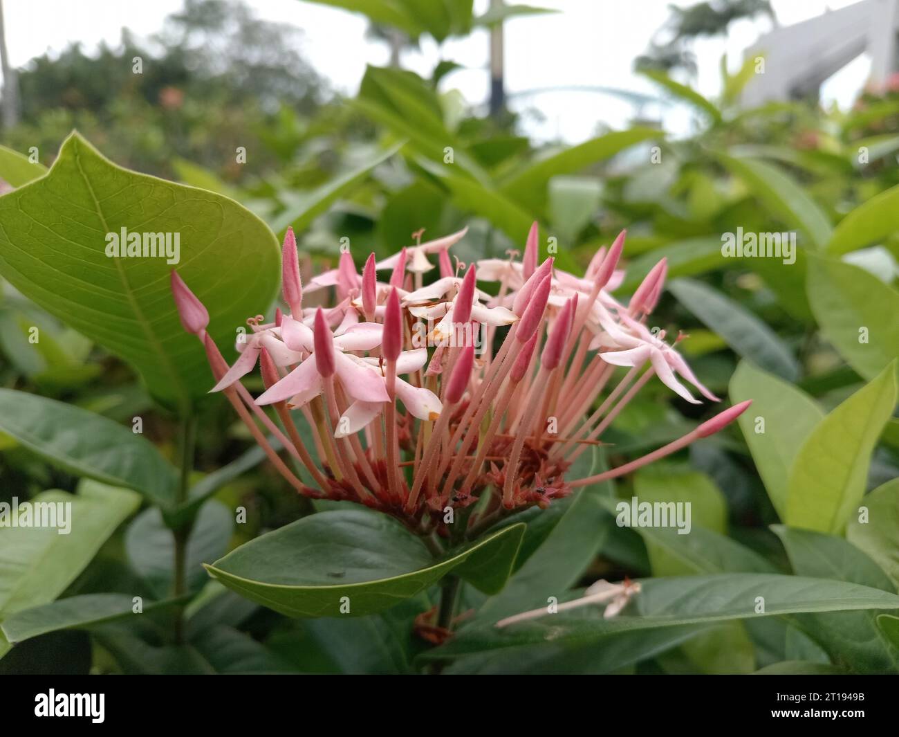Natural tropical flowers hi-res stock photography and images - Alamy