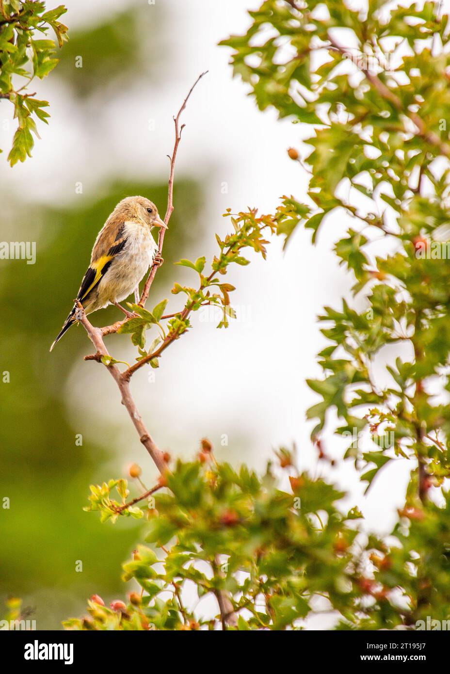 The vibrant Goldfinch (Carduelis carduelis) from Dublin, Ireland, showcasing its natural splendor. Stock Photo