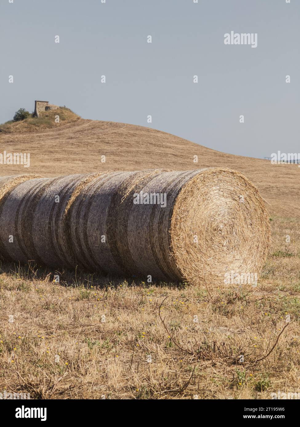 Rural countryside landscape of Tuscany hills. The Tuscany region is characterized by the cultivation of wheat, olives, vineyards and cypress passages. Stock Photo