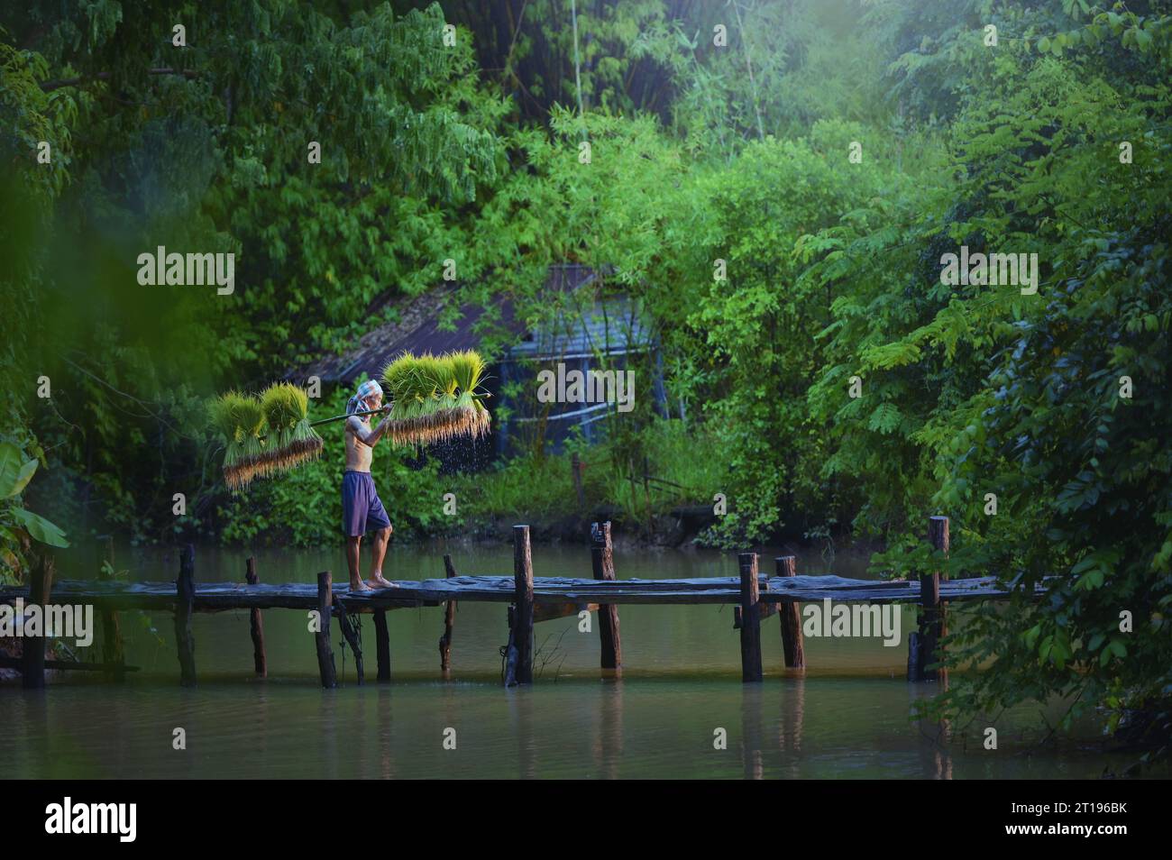 Man carrying rice paddy field hi-res stock photography and images - Alamy