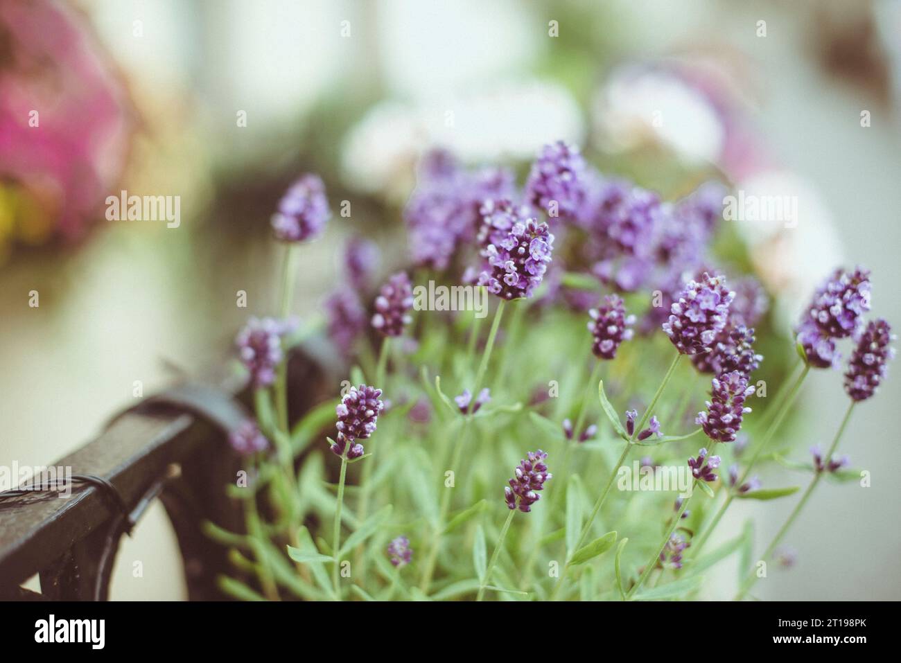 Closeup of lavender plants growing in hanging planter boxes on a