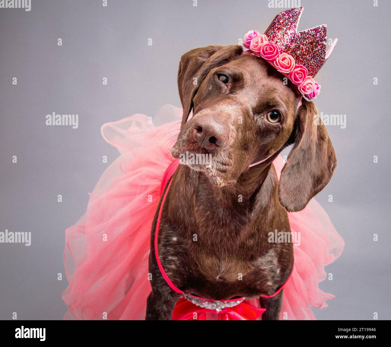 Portrait of a German shorthaired pointer dog wearing a tutu and crown Stock Photo