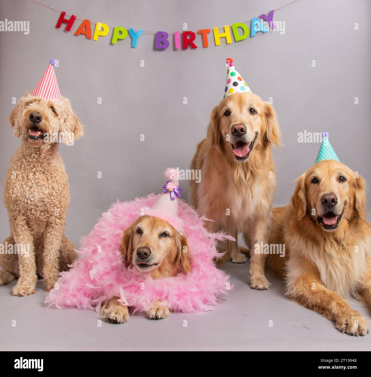 Golden retrievers and a labradoodle sitting under a Happy Birthday banner wearing party hats Stock Photo