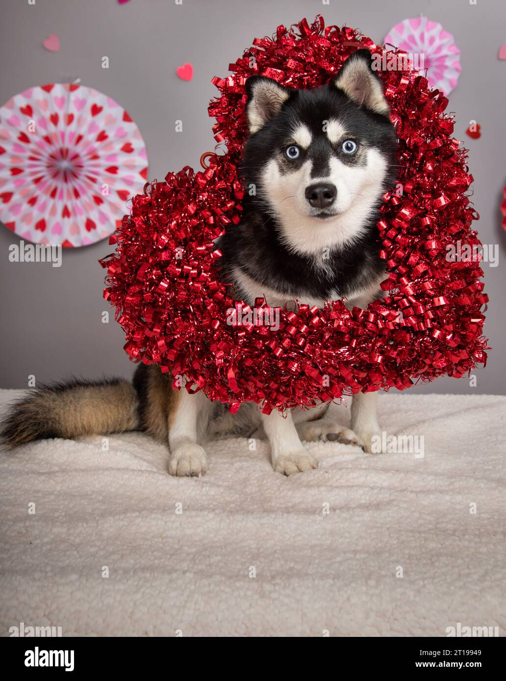 Alaskan Klee Kai Breed Dog Isolated on a Clean White Background Stock Photo  - Image of isolated, friend: 276835666