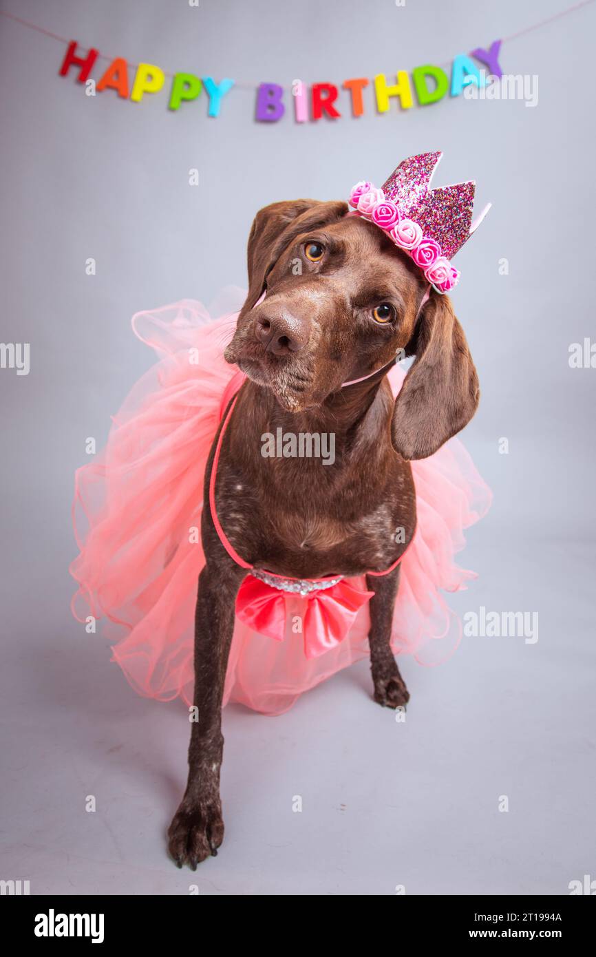 Portrait of a German shorthaired pointer dog wearing a tutu and crown Stock Photo