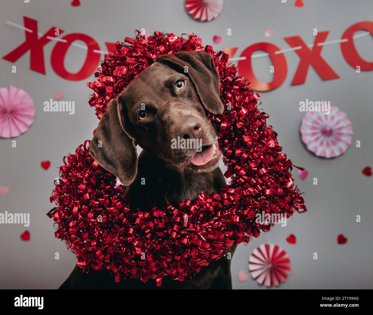German shorthaired pointer wearing a heart shape wreath Stock Photo