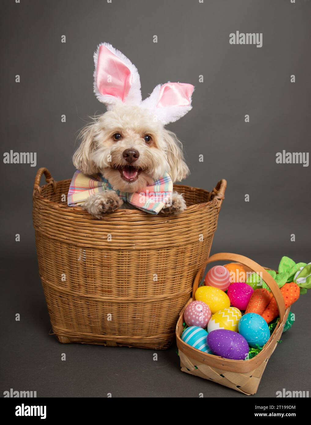 Miniature Havanese dog dressed as an Easter bunny sitting in a basket next to painted Easter eggs Stock Photo