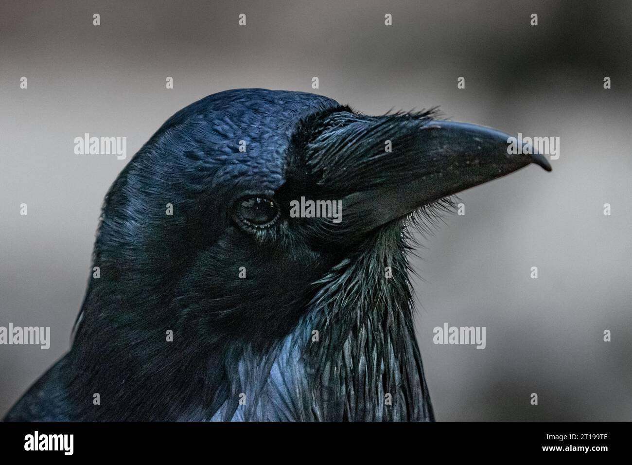 Close-up profile portrait of a Raven, British Columbia, Canada Stock Photo